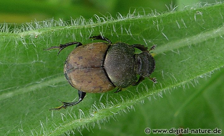Blatthornkäfer Onthophagus fracticornis