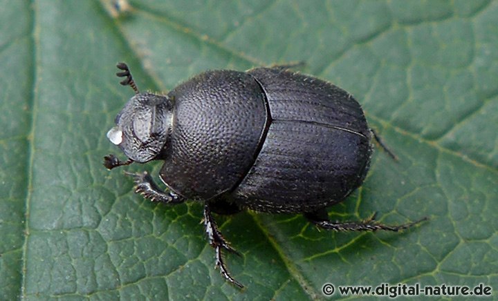Eiförmiger Kotkäfer Onthophagus cf. ovatus