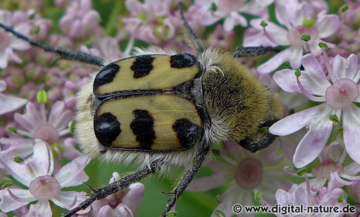 Glattschieniger Pinselkäfer Trichius gallicus