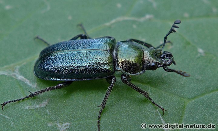 Kleiner Rehschröter Platycerus caraboides