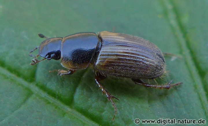 Hellrandiger Dungkäfer Aphodius prodromus