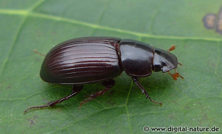 Rotfüßiger Dungkäfer Aphodius rufipes
