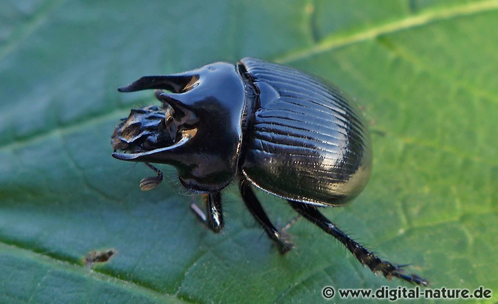 Stierkäfer Typhaeus typhoeus