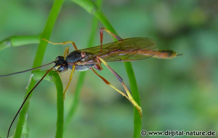Trichomma fulvidens