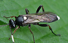 Vulgichneumon bimaculatus