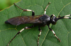 Schlupfwespen