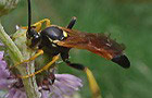 Ichneumon spec.