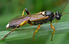 Ichneumon exilicornis