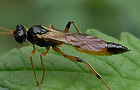 Oronotus binotatus