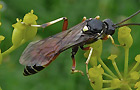 Ctenichneumon panzeri