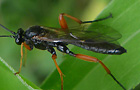 Pimpla rufipes