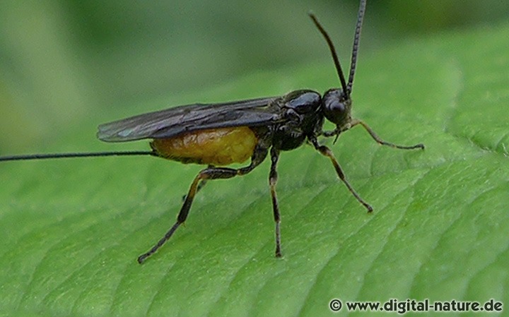 Brackwespen sind eng mit den Schlupfwespen verwandt