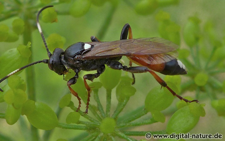 Schlupfwespe Ichneumon bucculentus Verbreitung