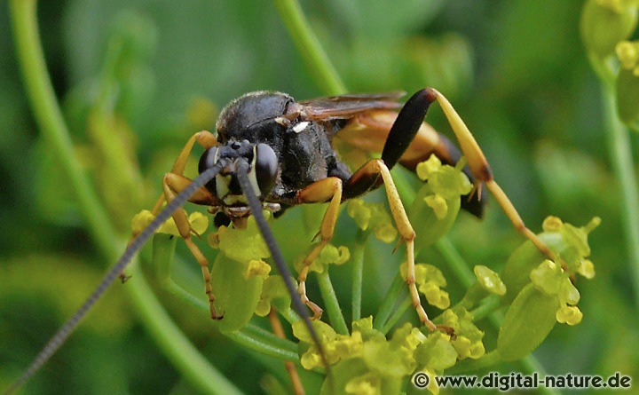 Ichneumon bucculentus überwintert als Imago