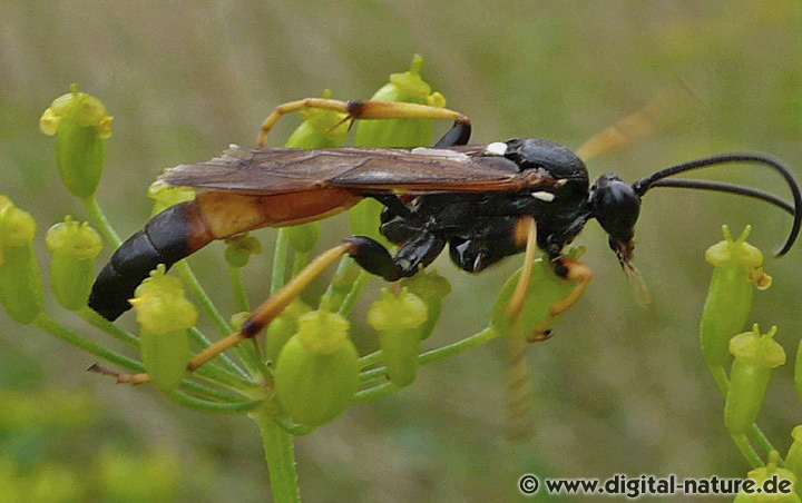 Männchen und Weibchen von Ichneumon bucculentus