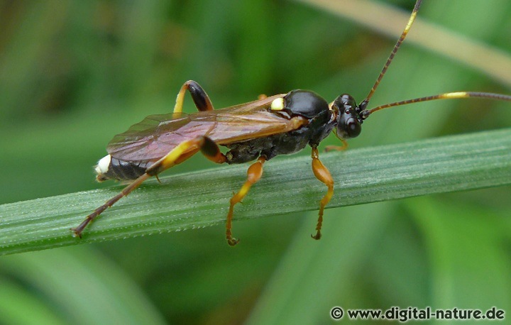Ichneumon exilicornis