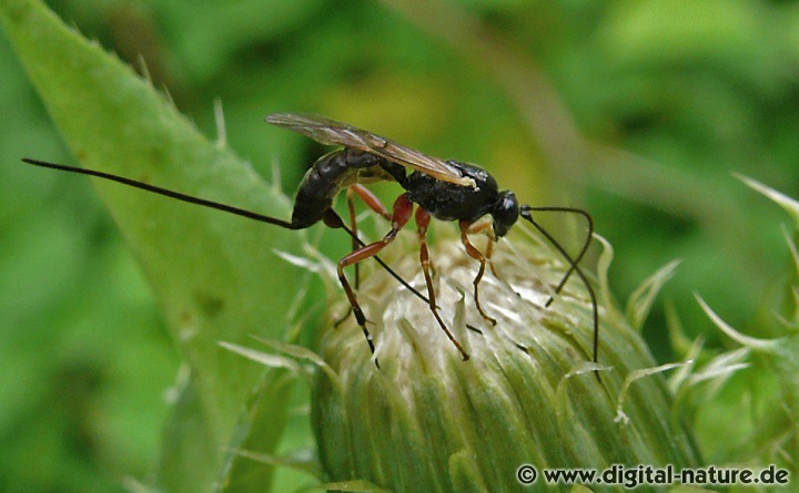Schlupfwespen Gattung Glypta