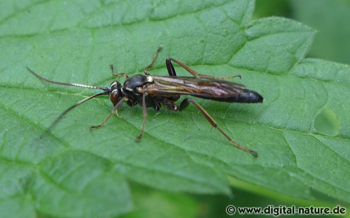 Hepiopelmus melanogaster
