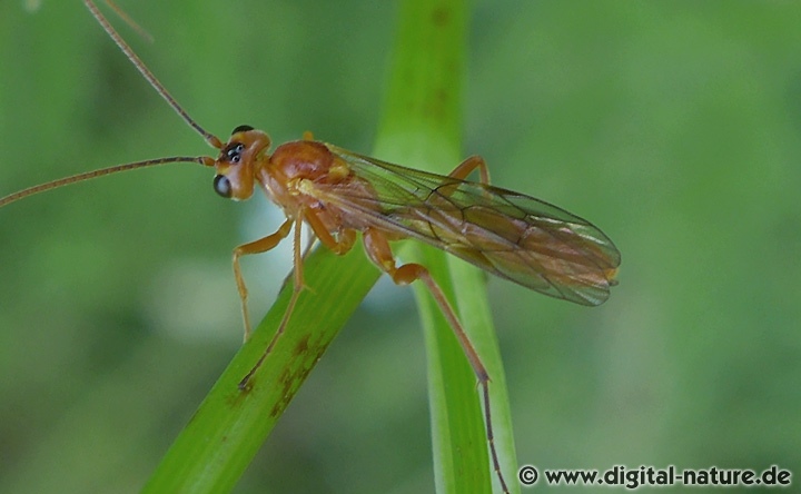 Gattung Netelia