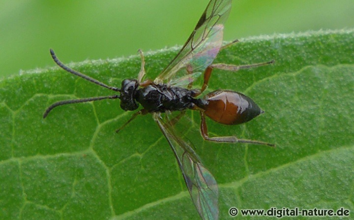 Die Arten aus dem Stamm Phygadeuontini