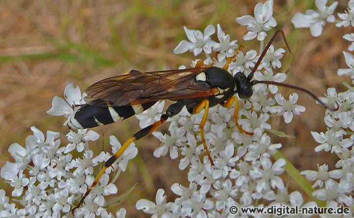 Flicken-Schlupfwespe Ichneumon sarcitorius