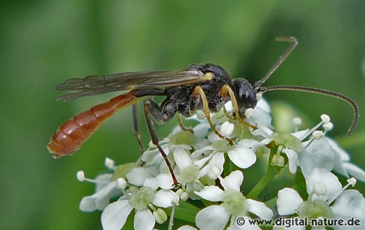 Schlupfwespe Tryphon bei der Mergelgrube