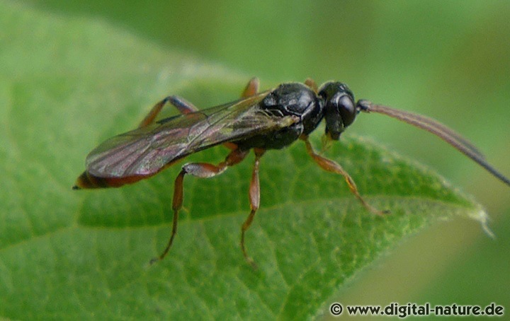 Unbestimmte Ichneumonidae