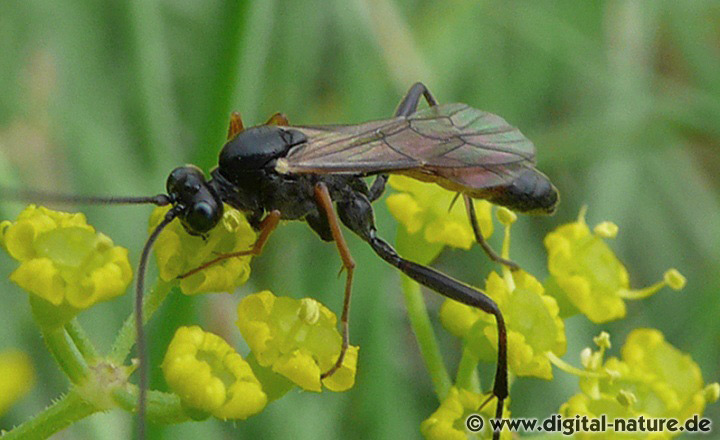 Ichneumonidae an der Südaue (Blumenau)