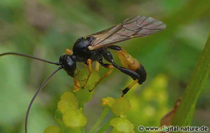 Schlupfwespe aus dem Auetal (Wunstorf)