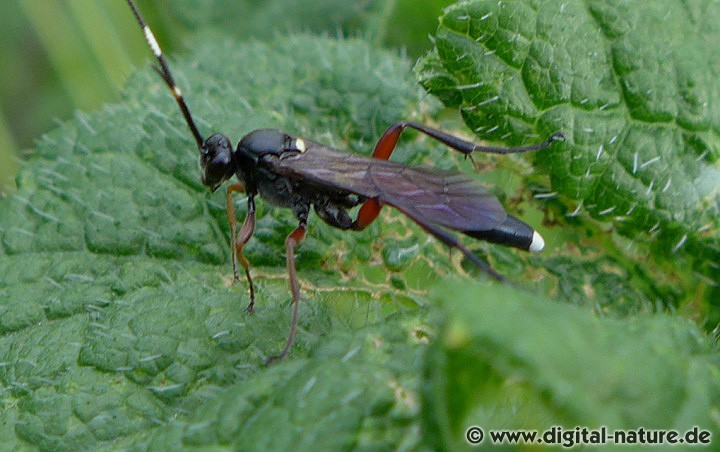 Schlupfwespe Vulgichneumon saturatorius