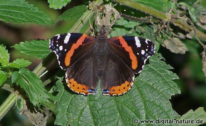 Vanessa atalanta ist ein weit verbreiteter Wanderfalter
