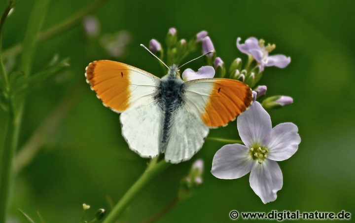 Anthocharis cardamines: Lebensräume und Merkmale
