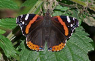 Admiral