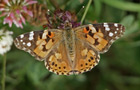 Distelfalter