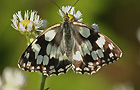 Schachbrettfalter