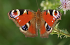Tagpfauenauge