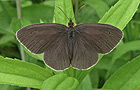 Brauner Waldvogel oder Schornsteinfeger