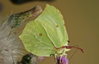 Zitronenfalter