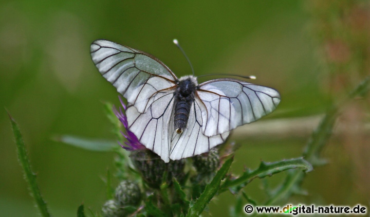 Aporia crataegi - Lebensräume und Merkmale