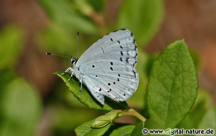 Celastrina argiolus Flügelunterseite