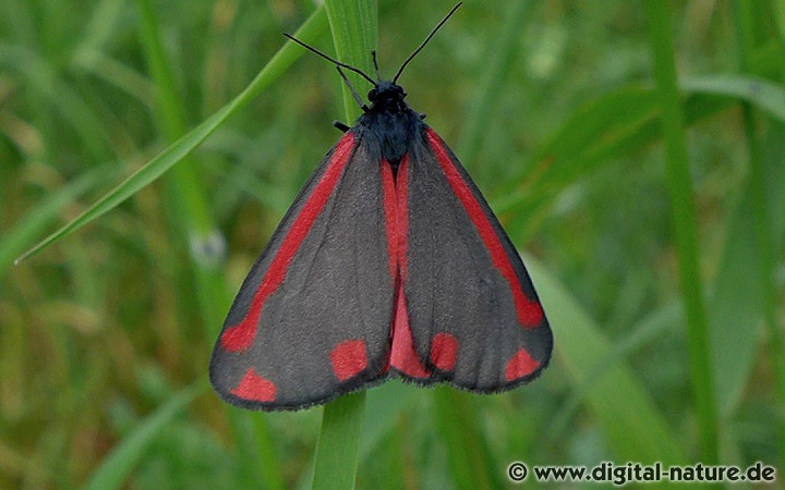 Tyria jacobaeae fliegt von Mai bis Juni auf Trockenrasen