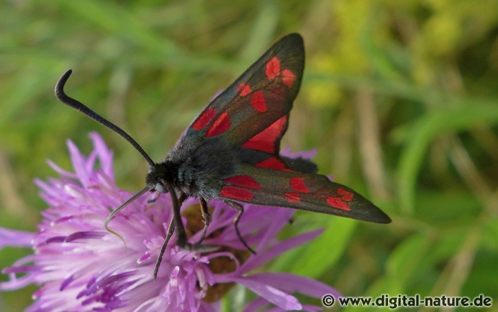 Zygaena filipendulae ist sehr variabel