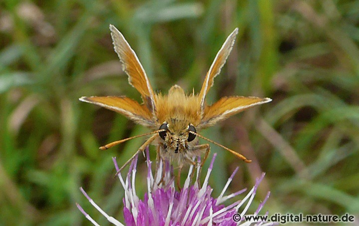 Braunkolbiger Braun-Dickkopffalter Thymelicus sylvestris