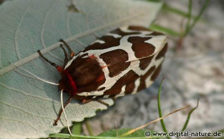 Der Braune Bär fliegt im Wald- oder Wiesenbiotop