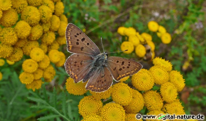 Heodes tityrus findet man auf der Wiese