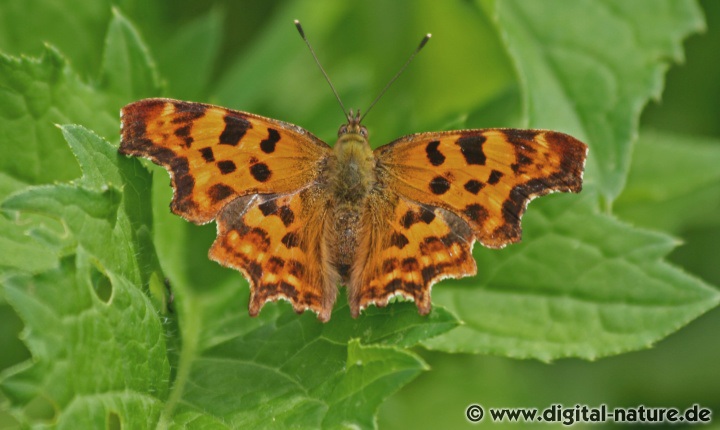 Polygonia c-album fliegt an Waldrändern, in Gärten oder auf Lichtungen