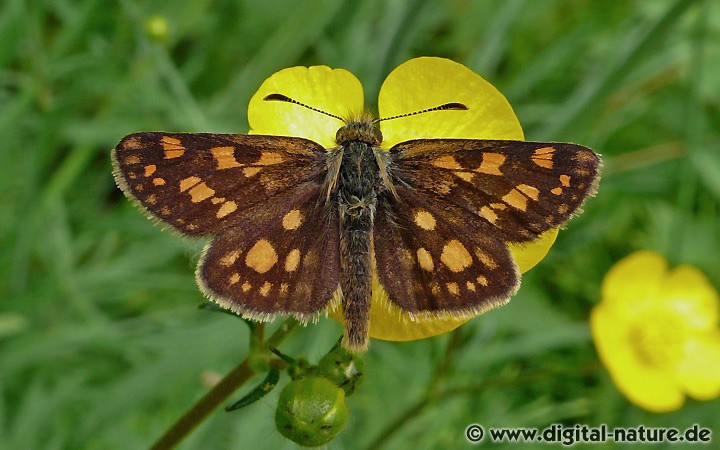 Gelbwürfeliger Dickkopffalter Carterocephalus palaemon