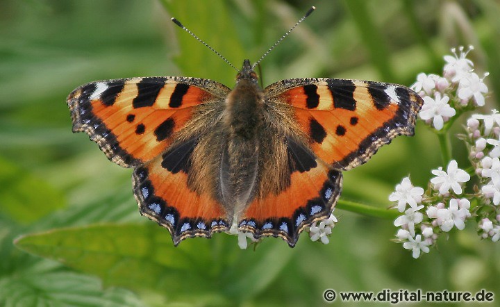 Binnenwanderer Aglais urticae