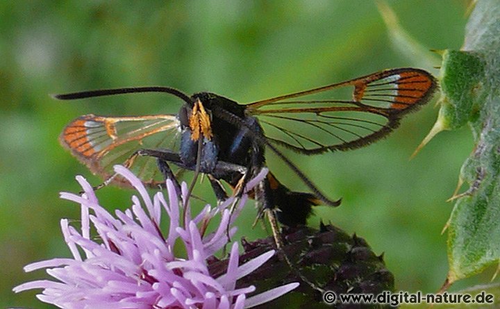 Kleiner Weidenglasflügler Synanthedon formicaeformis