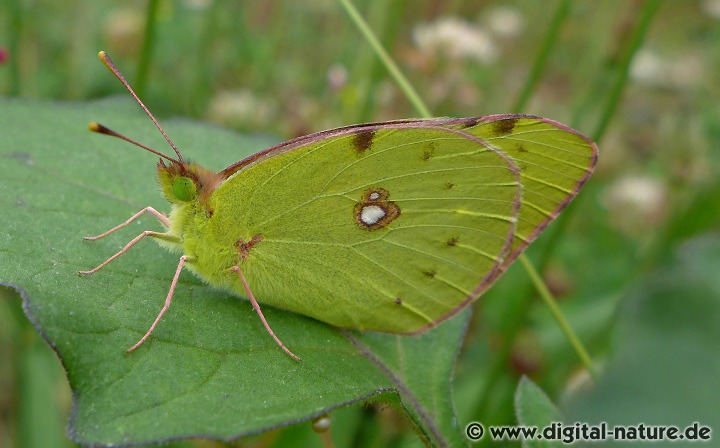 Colias hyale fliegt in bis zu drei Generationen